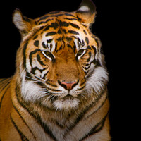Buy canvas prints of Tiger on Black by Darryl Brooks