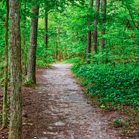 Buy canvas prints of Dirt Trail Through Trees by Darryl Brooks