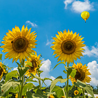 Buy canvas prints of Two Sunflowers on Blue by Darryl Brooks