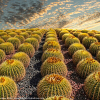 Buy canvas prints of Barrel Cacti on Hill by Darryl Brooks