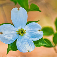 Buy canvas prints of Dogwood Bloom in Light by Darryl Brooks