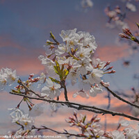 Buy canvas prints of Cherry Tree at Dusk by Darryl Brooks