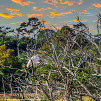 Buy canvas prints of Egret in Tree at Dusk by Darryl Brooks