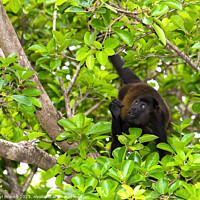 Buy canvas prints of Monkey in Tree Looking Up  in Costa Rica by Darryl Brooks