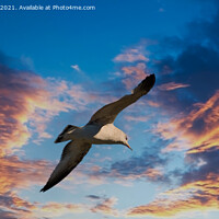 Buy canvas prints of Seagull on Sunset by Darryl Brooks