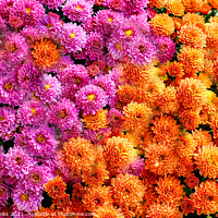 Buy canvas prints of Pink and Orange Mums by Darryl Brooks