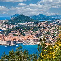 Buy canvas prints of Beautiful Dubrovnik Past Yellow Flowers by Darryl Brooks