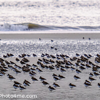 Buy canvas prints of Flock at Water's Edge by Darryl Brooks