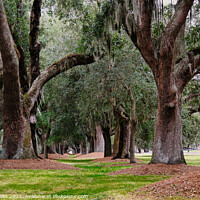 Buy canvas prints of Line of Old Oaks by Darryl Brooks