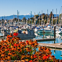 Buy canvas prints of Flowers in Front of Marina and Mountain by Darryl Brooks