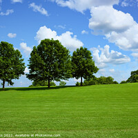 Buy canvas prints of Trees on Hill in Park by Darryl Brooks