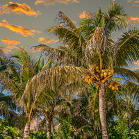 Buy canvas prints of Coconut Palms in Late Aftrenoon LIght by Darryl Brooks