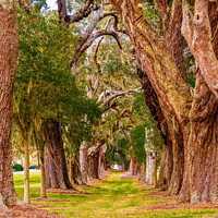 Buy canvas prints of Ancient Oaks in Rows by Darryl Brooks