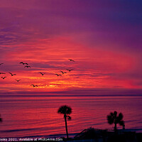 Buy canvas prints of Palms in Silhouette Against Purple Sunrise by Darryl Brooks