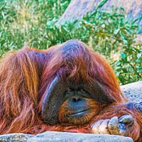 Buy canvas prints of Orangutan by Rocks by Darryl Brooks