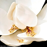 Buy canvas prints of Magnolia Blossom with Stamens in Petals by Darryl Brooks
