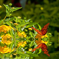 Buy canvas prints of Red Monarch on Yellow Lantana Wings Spread by Darryl Brooks