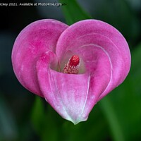 Buy canvas prints of Love Heart Calla Lily by Derek Hickey