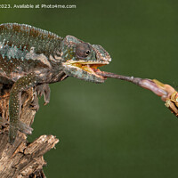 Buy canvas prints of Panther Chameleon feeding by Derek Hickey
