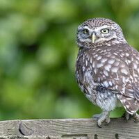Buy canvas prints of Little Owl by Derek Hickey