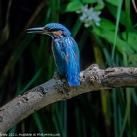 Buy canvas prints of Kingfisher by Derek Hickey