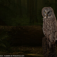 Buy canvas prints of Woodland Great Grey Owl by Derek Hickey