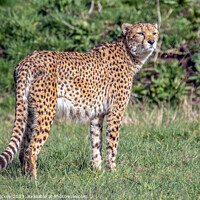 Buy canvas prints of A cheetah standing in a grassy field by Derek Hickey