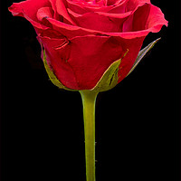 Buy canvas prints of Valentine Rose by Derek Hickey