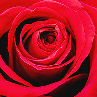 Buy canvas prints of Rose by Derek Hickey