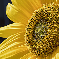 Buy canvas prints of Sunflower by Derek Hickey