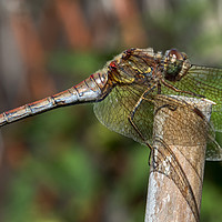 Buy canvas prints of Dragonfly Resting by Derek Hickey