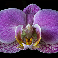 Buy canvas prints of Orchid by Derek Hickey