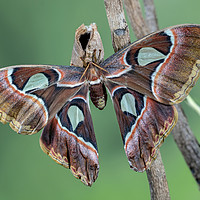 Buy canvas prints of Atlas Moth by Derek Hickey