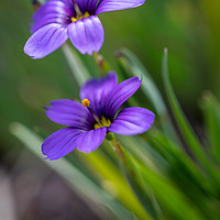 Buy canvas prints of Blue Eyed Grass by Derek Hickey