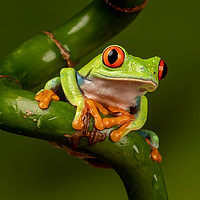 Buy canvas prints of Red Eyed Tree Frog by Derek Hickey