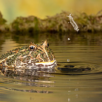 Buy canvas prints of South American Horned Frog by Derek Hickey