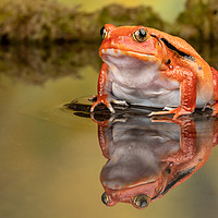 Buy canvas prints of The Tomato Frog by Derek Hickey
