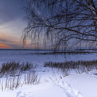 Buy canvas prints of Trees and setting sun on the edge of a winter fore by Dobrydnev Sergei