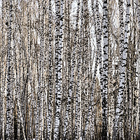 Buy canvas prints of Firmly standing white trunks of birch trees in the by Dobrydnev Sergei