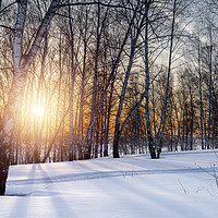 Buy canvas prints of Birch trees and setting sun in winter forest by Dobrydnev Sergei