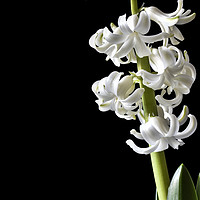Buy canvas prints of Tender white flowers of hyacinth by Dobrydnev Sergei