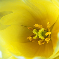 Buy canvas prints of Yellow tulip  by Dobrydnev Sergei