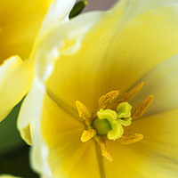 Buy canvas prints of Bud of yellow tulip  by Dobrydnev Sergei