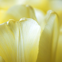 Buy canvas prints of Petals of yellow tulips close-up  by Dobrydnev Sergei