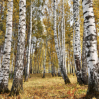 Buy canvas prints of Birch grove in cloudy autumn day by Dobrydnev Sergei
