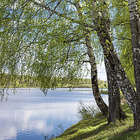 Buy canvas prints of Birch trees with young foliage on the edge of the  by Dobrydnev Sergei