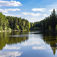 Buy canvas prints of Coniferous forest on the edge of a lake  by Dobrydnev Sergei