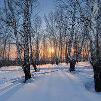 Buy canvas prints of Winter evening in a birch grove by Dobrydnev Sergei