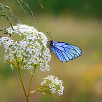 Buy canvas prints of Butterfly with blue wings sits on the field flower by Dobrydnev Sergei