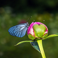 Buy canvas prints of Butterfly with blue wings sitting on bud of peony by Dobrydnev Sergei